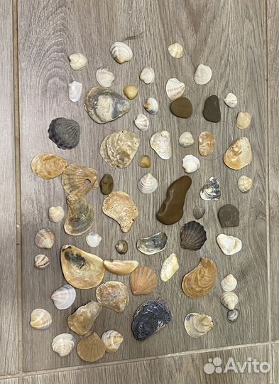 Ракушка с Черного моря