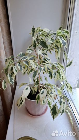 Фикус Де Гантель белый