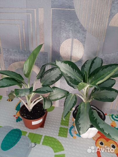 Аглаонема уши слона