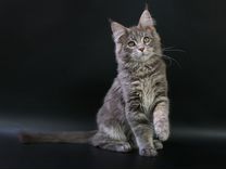 Котенок Мейн-Кун редкого окраса, питомник WCF