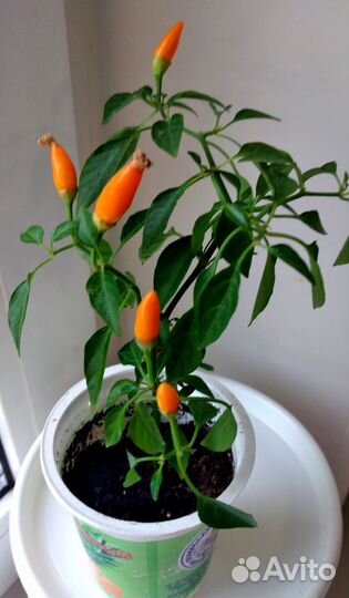 Перчики балконные (молодые растения)