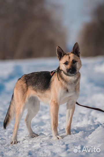 Алина ищет дом