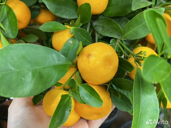 Мандариновое дерево Н120