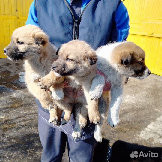 Отдам щенков в добрые руки. Оловянная