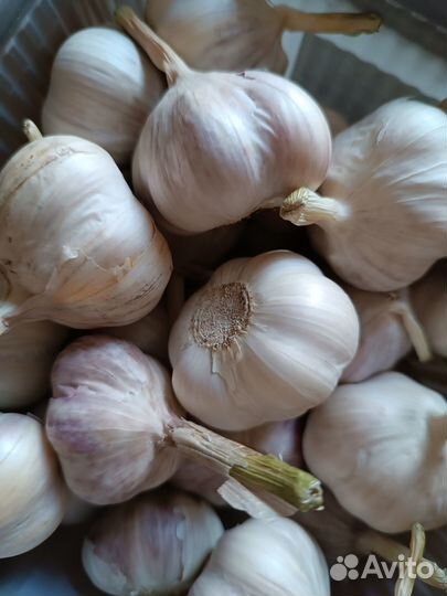 Продам чеснок летний (яровой)