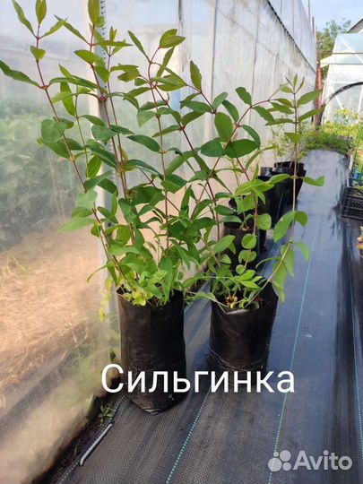 Жимолость съедобная