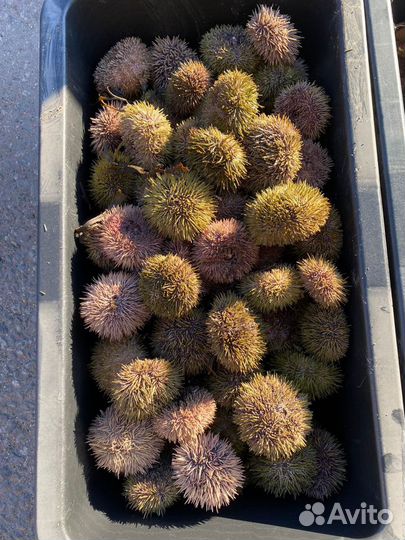 Морские ежи живые, гребешки, мидии и т.д