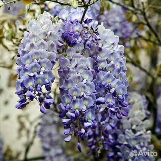 Глициния блю мун до - 40