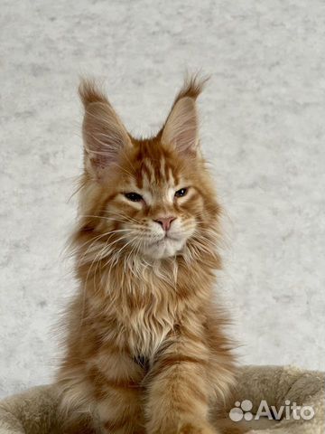 Котята мейн-кун из питомника объявление продам