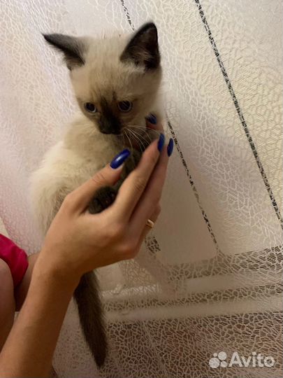 Котятки в добрые руки