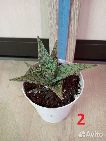 Комнатное растение. Суккулент