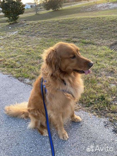 Выгул собак