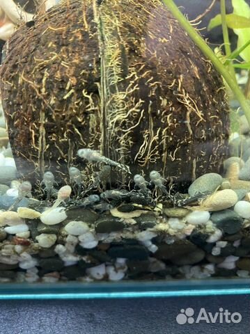 Сомики анциструсы