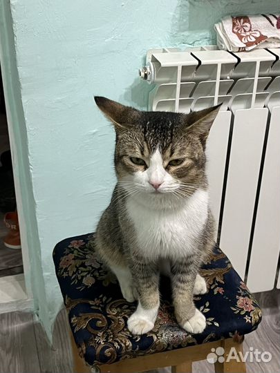 Кот по имени Абас