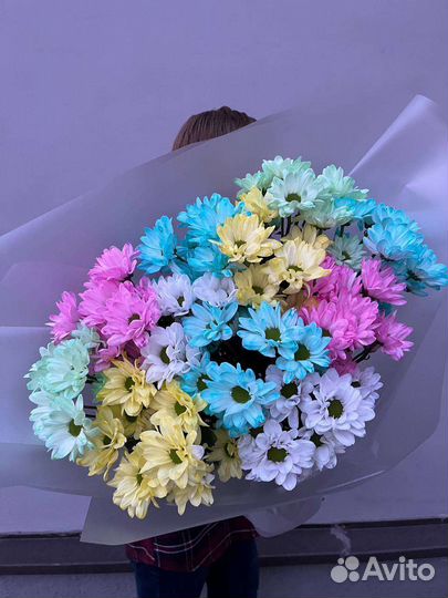 Ромашки. Хризантема ромашковидная