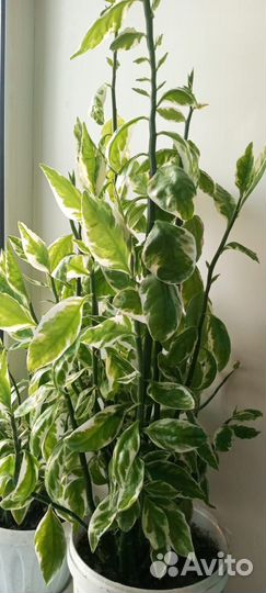 Педилантус