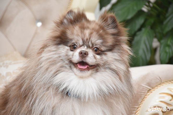 Кобель для вязки шпиц