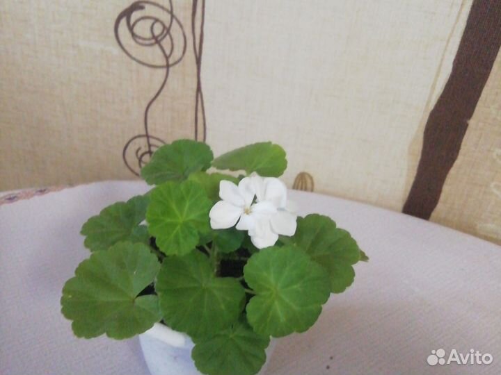 Пеларгония герань