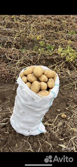 Картофель оптом от производителя