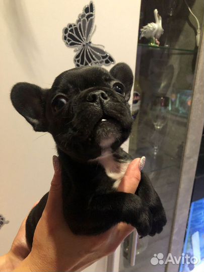 Французский бульдог