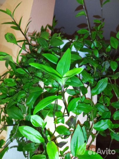 Традесканция