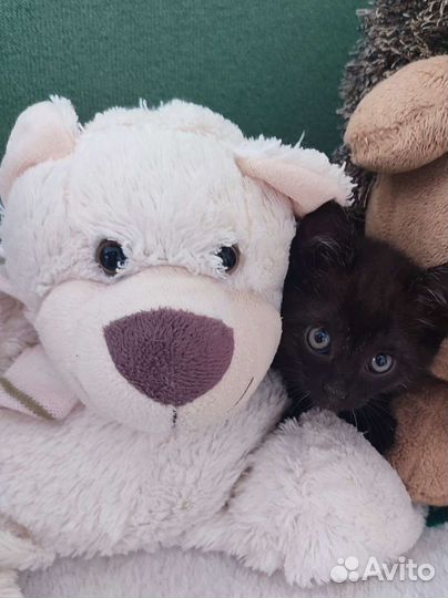 Котята, мальчик и девочка, в хорошие руки