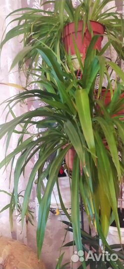 Хлорофитум