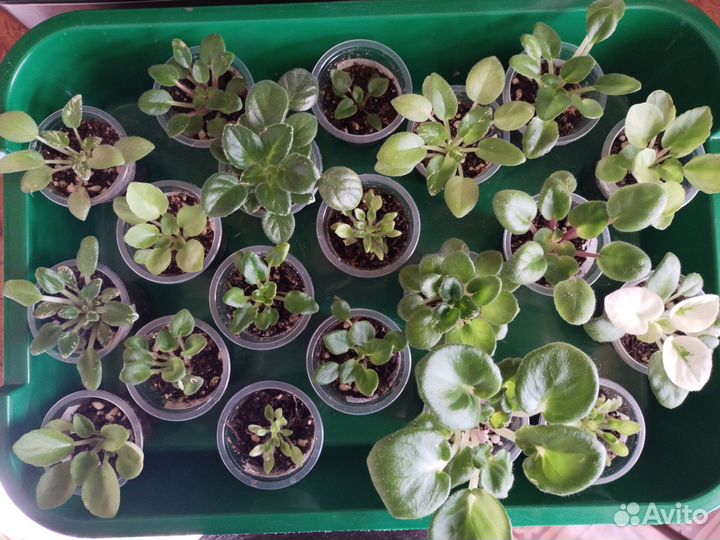 Мини фиалки