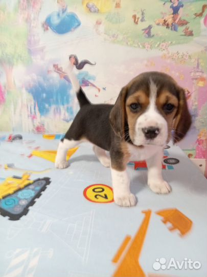 Щенок бигль