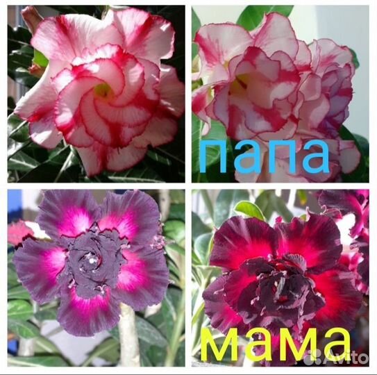 Семена Адениума ручного опыления