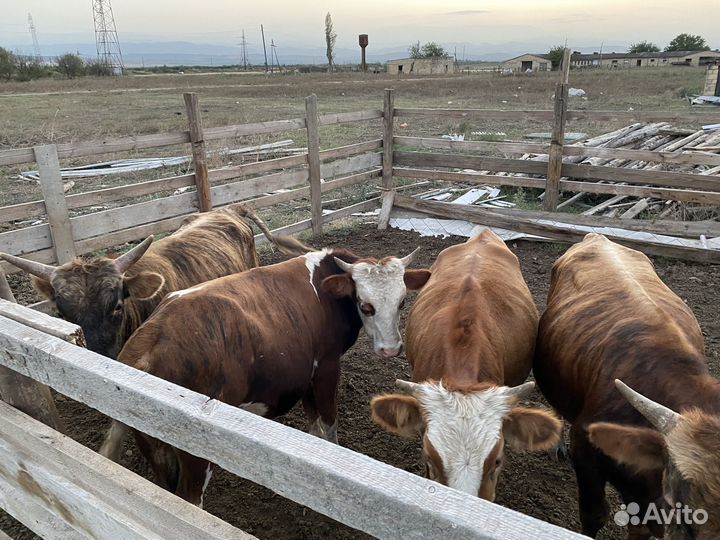 Бычки и телята
