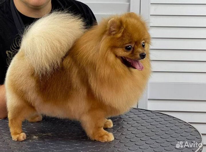 Груминг собак и кошек