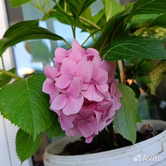 Гортензия метельчатая