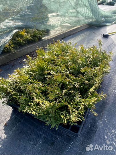 Туя Смарагд черенки - кассета