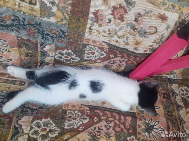 Кошка в горошек