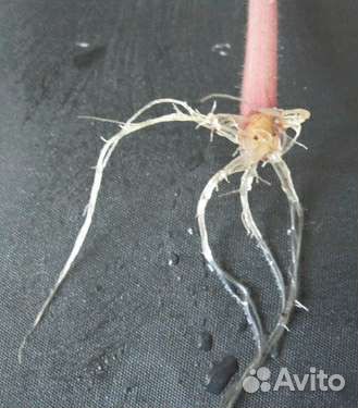 Фиалка Сенполия 