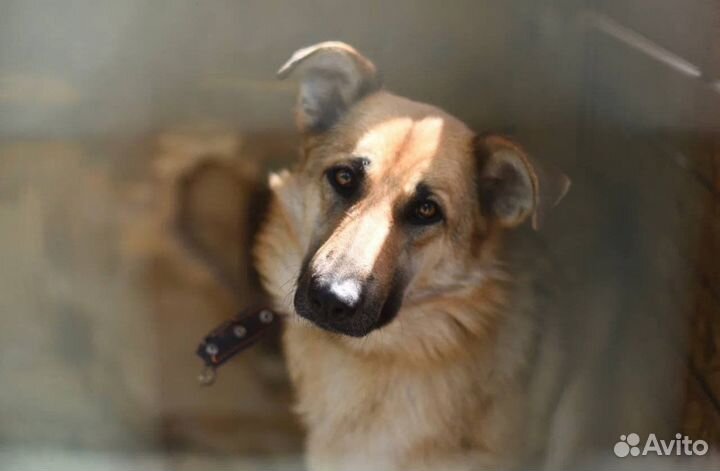 Винки Собака в добрые руки