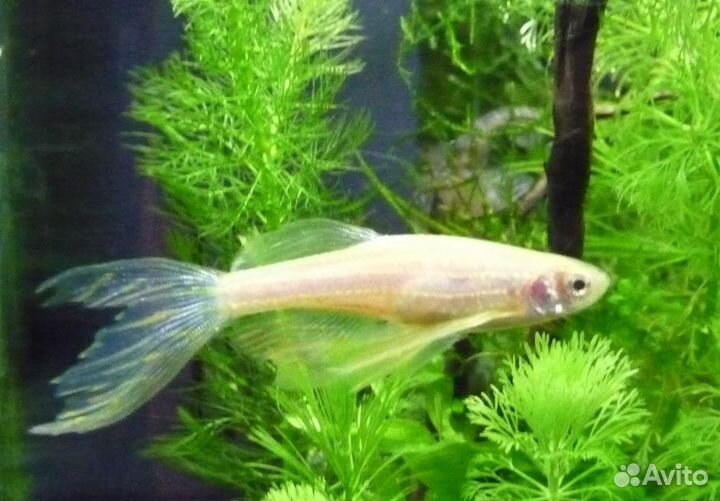 Разные аквариумные рыбки