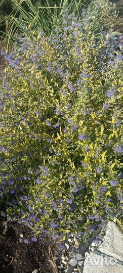 Кустарник Кариоптерис