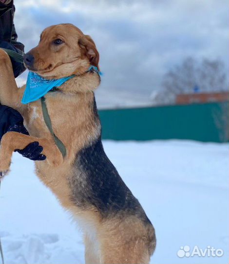 Собака ищет дом, Баффи