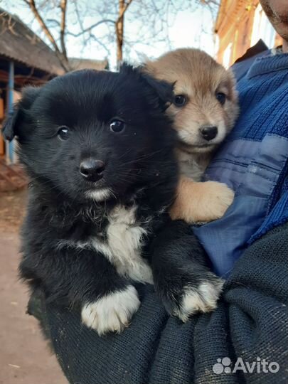 Щенок в добрые руки мальчик