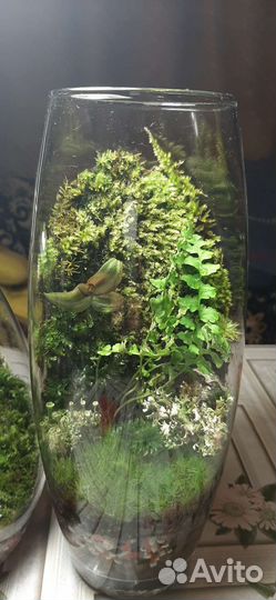 Живой мох. Флорариум из мха. Обучение