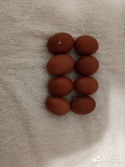 Продам инкубационное яйцо марана