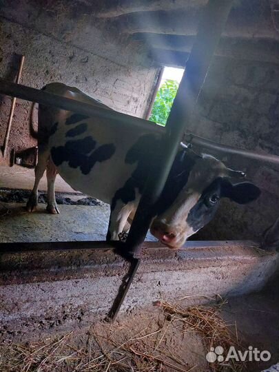 Корова дойная