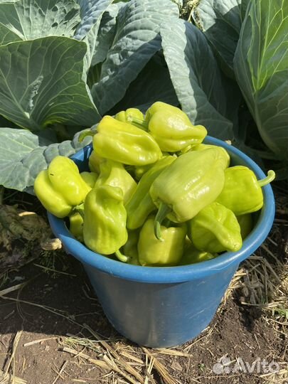 Перец башкирский