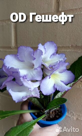 Стрептокарпусы (часть 2)