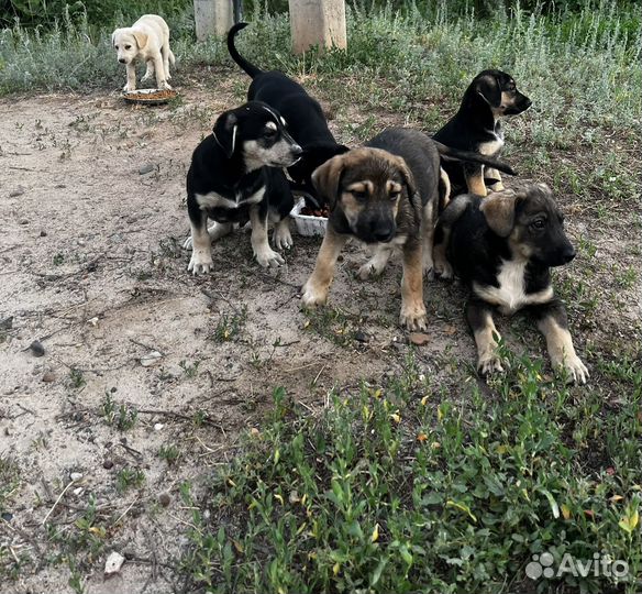 Щенок в добрые руки бесплатно