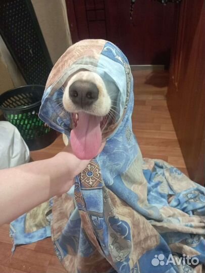 Собачка в дар