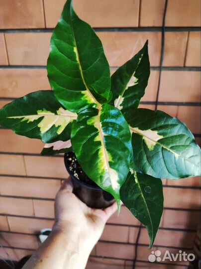 Псевдоэрантенумы