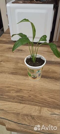 Спатифиллум